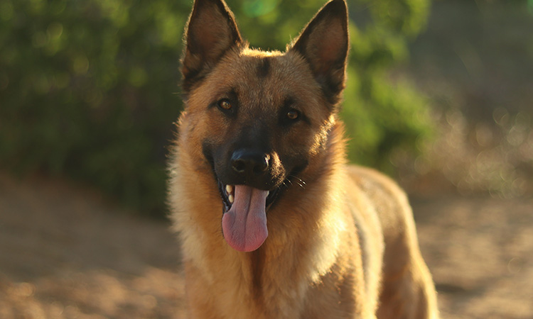 Any child with autism would be well protected by an Emotional Support German Shepherd. - ESADoctors.com