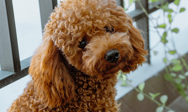 The gentle but intuitive Poodle makes for a great emotional support animal for children with autism. - ESADoctors.com