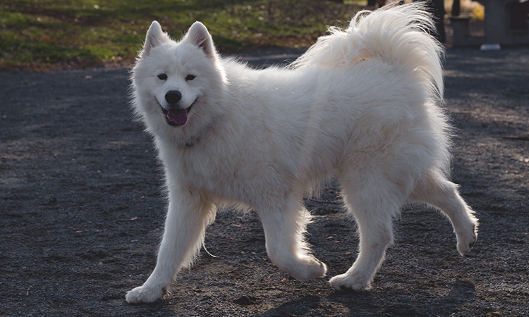 The Samoyed makes for a fluffy and energetic emotional support animal. - ESADoctors.com