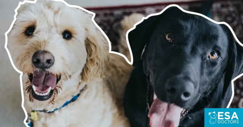 A Psychiatric Service Dog and Emotional Support Dog together