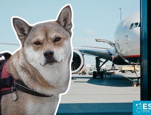 Airline Requirements for Traveling with a Service Dog