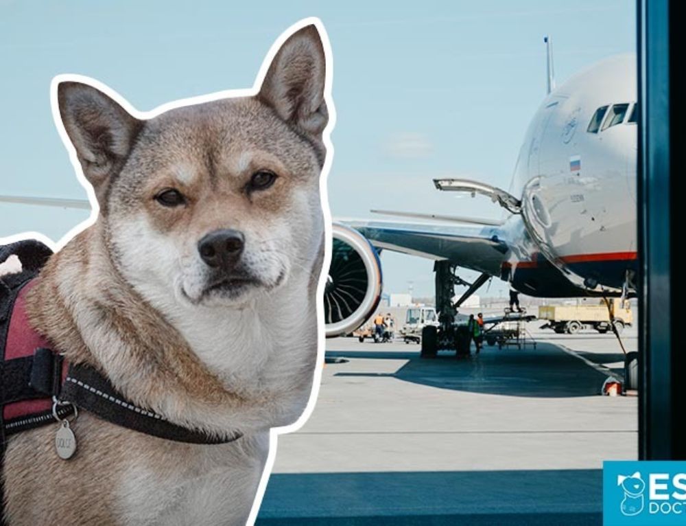 Which Airlines Are Still Allowing Emotional Support Animals? ESA Doctors