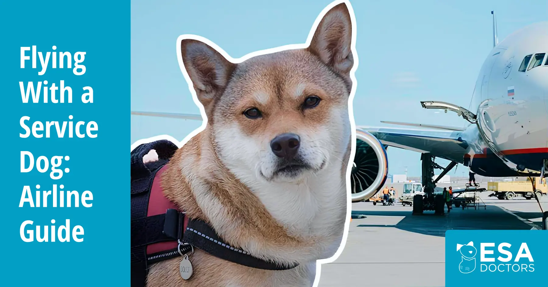 Airline Requirements for Traveling with a Service Dog