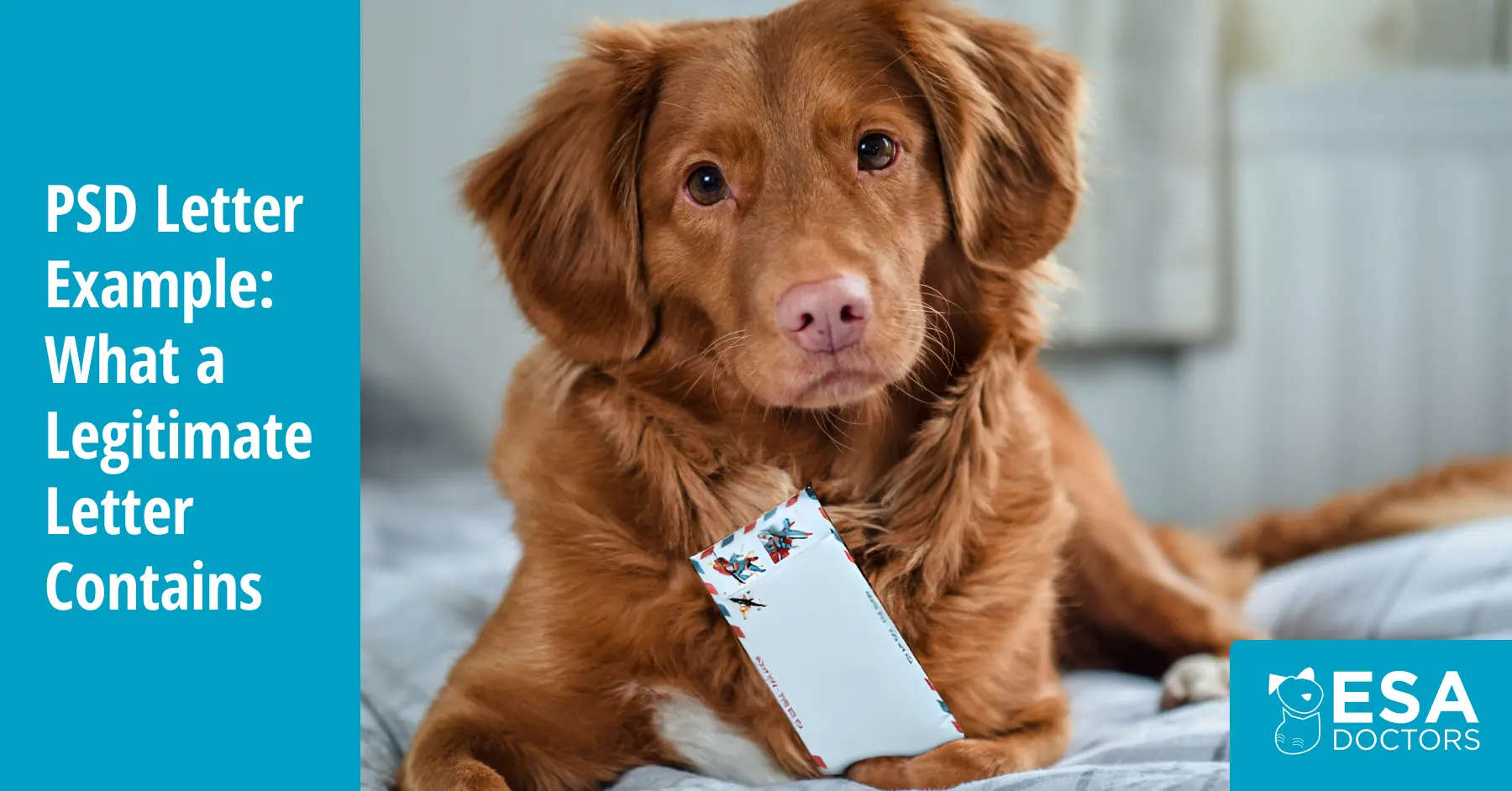 What Does a Psychiatric Service Dog Letter Look Like?