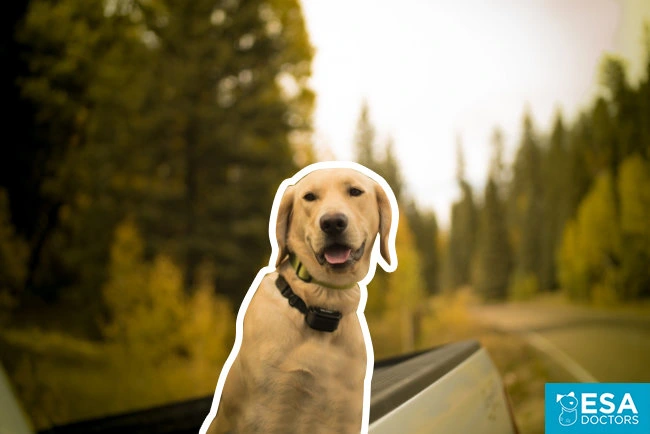 How To Ask A Doctor For An Emotional Support Animal Letter Esa Doctors