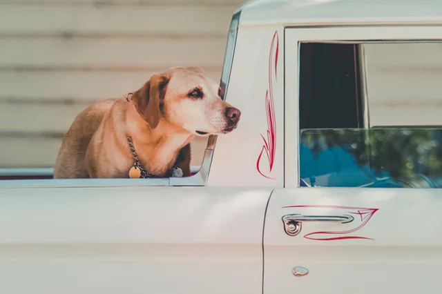 Emotional Support Dog on the back of a truck - ESA Doctors