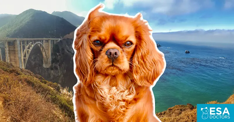 How To Get A Psychiatric Service Dog In California ESA Doctors