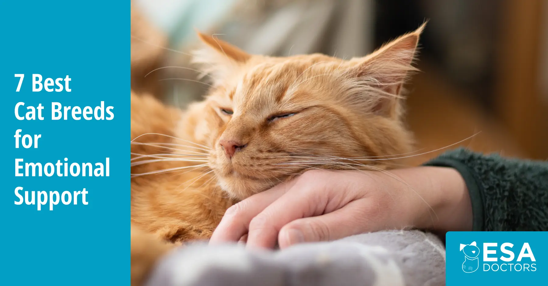 Best Emotional Support Cat Breeds