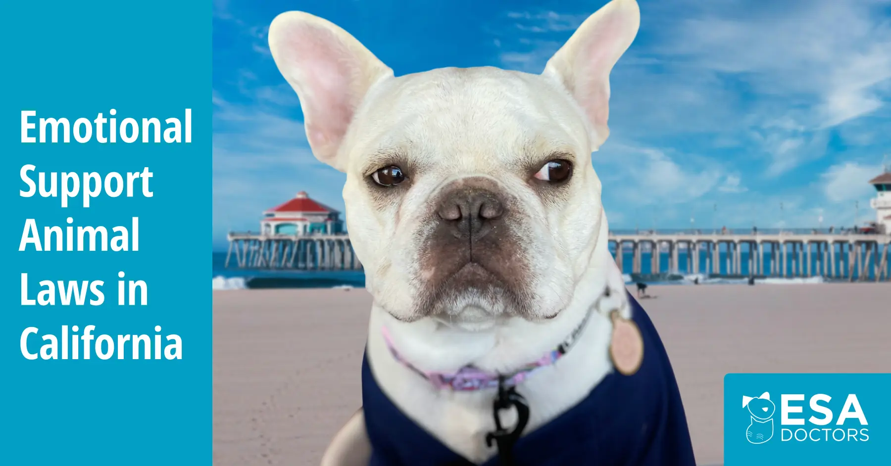 California Emotional Support Animal Laws