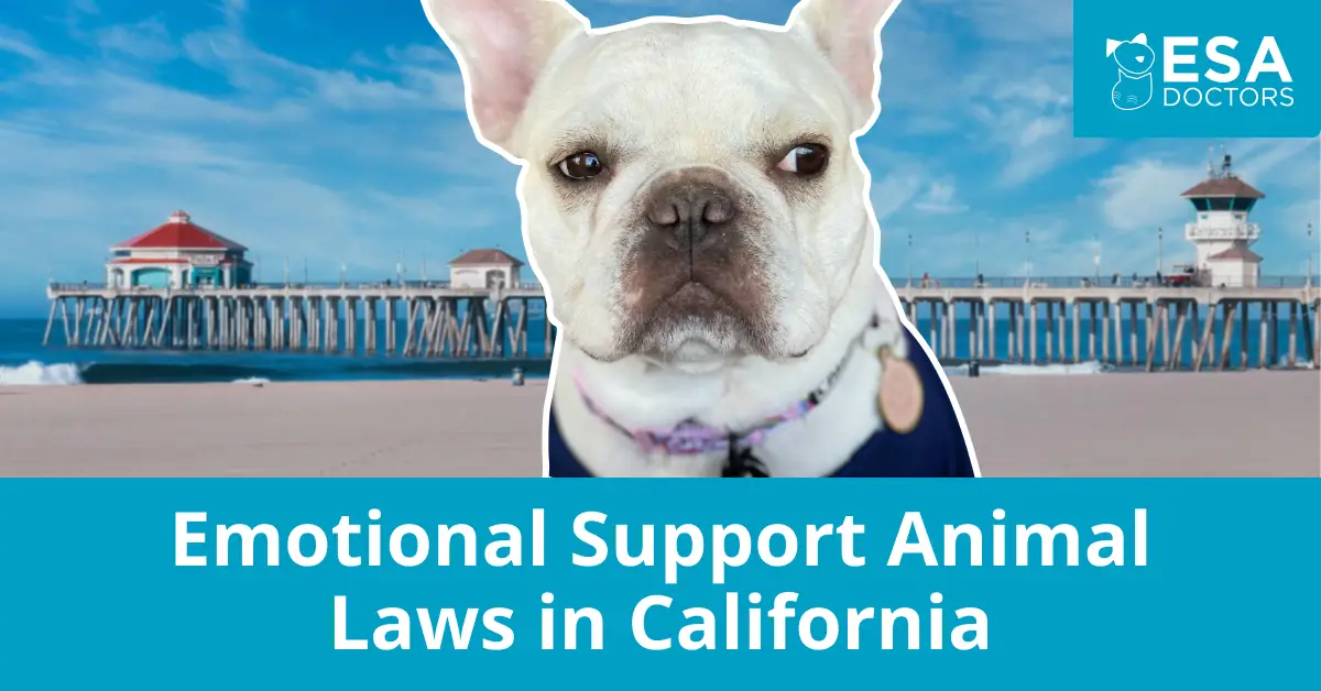 California Emotional Support Animal Laws
