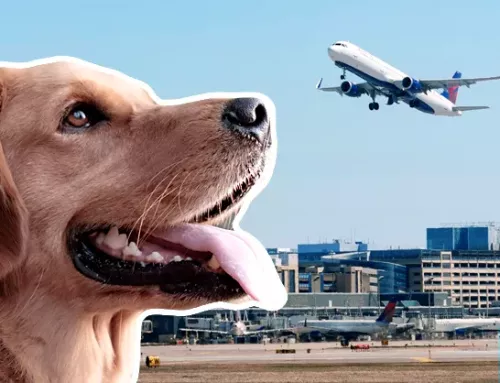 How to Fly with a Psychiatric Service Dog