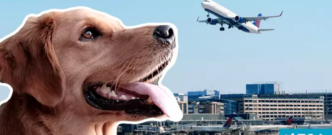 How to Fly With a Psychiatric Service Dog - ESA Doctors