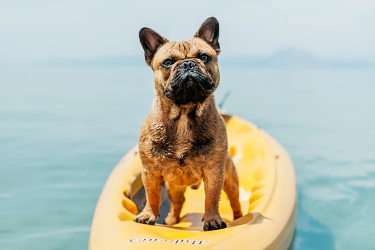 Dog on a paddle board- ESADoctors