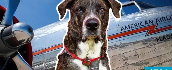 What airlines accept psychiatric service dogs - ESA Doctors