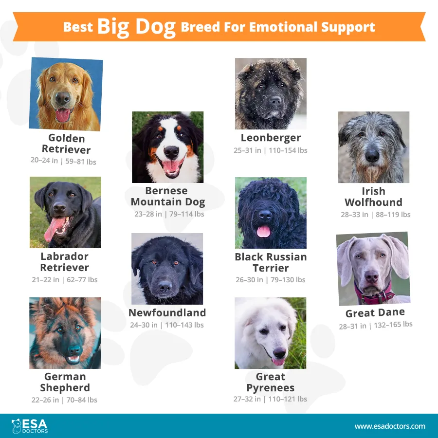 Ten Best Big Dog Breeds for Emotional Support - Infographic - ESA Doctors