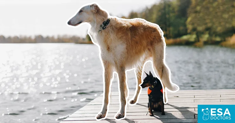 Best Big Dog Breeds for Emotional Support - ESA Doctors