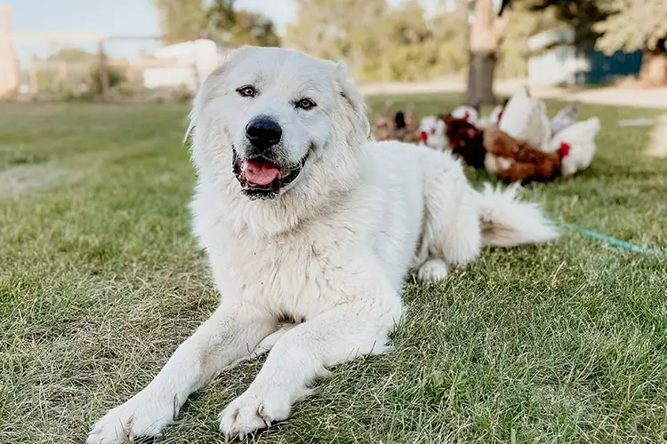 A Great Pyrenees emotional support dog relaxing outdoors on the farm.