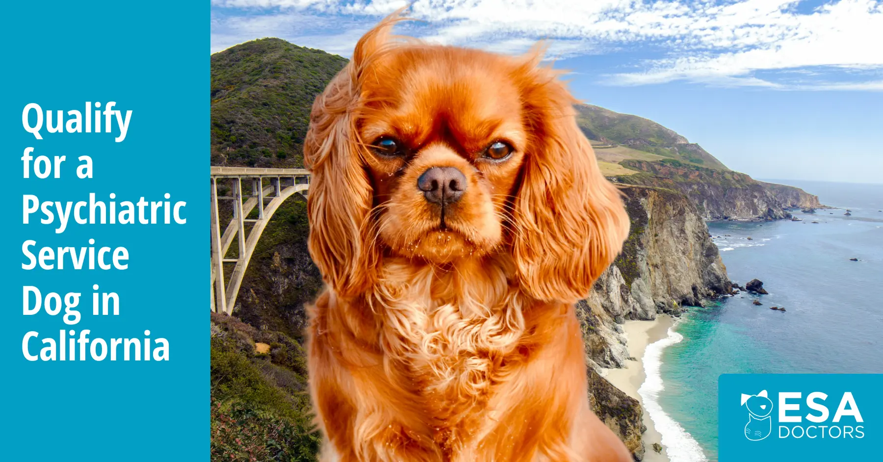 How to Get a Psychiatric Service Dog in California