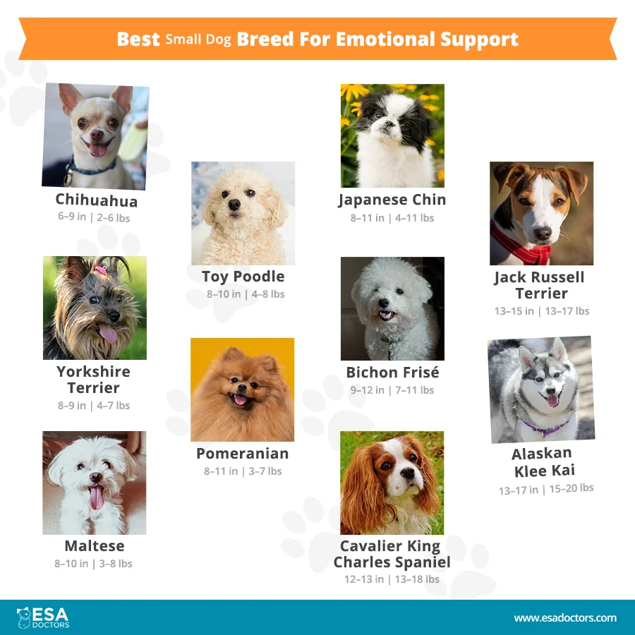 Best Small Dog Breed For Emotional Support - Infographic - ESA Doctors