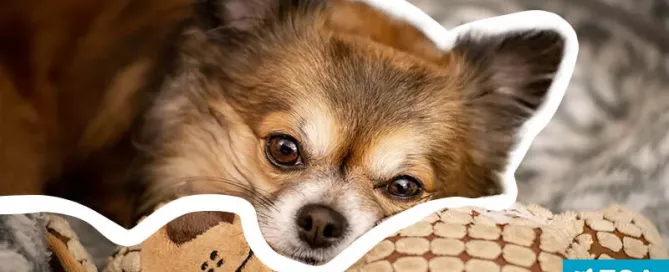 Best Small Dog Breeds for Emotional Support - ESA Doctors