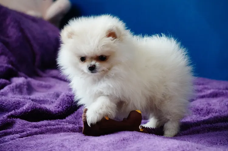 A Pomeranian Emotional Support Animal playing with a new toy.