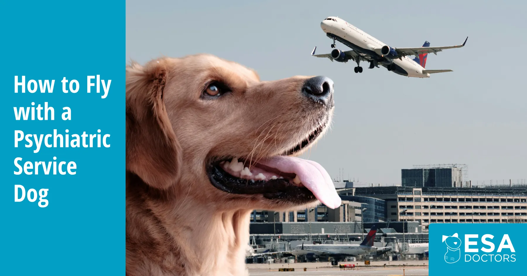 How to Fly with a Psychiatric Service Dog