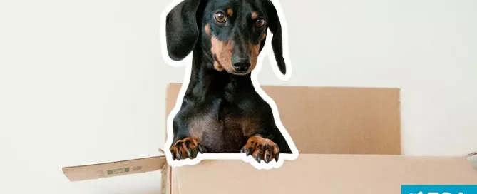 What to Do if You’re Moving with an Emotional Support Dog - ESA Doctors