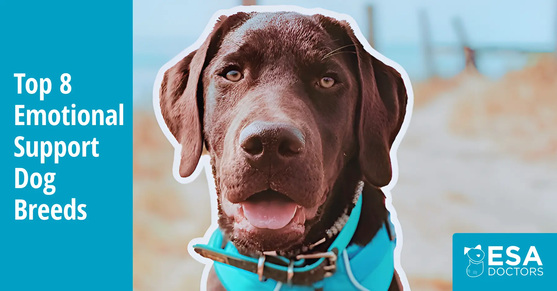Best Breeds for Emotional Support Animals