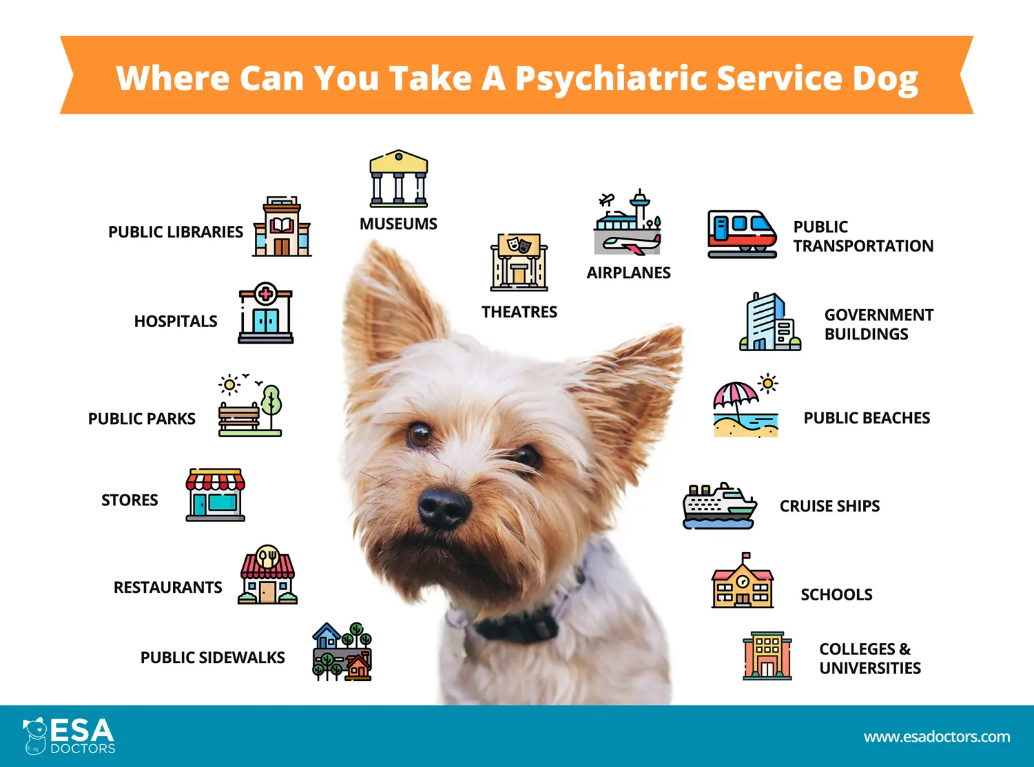 Where Can You Take a Psychiatric Service Dog - Infographic - ESA Doctors