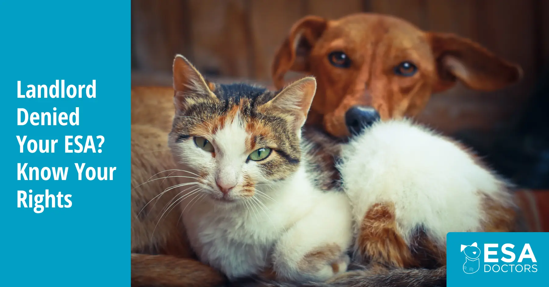 What to Do If a Landlord Denies Your Emotional Support Animal