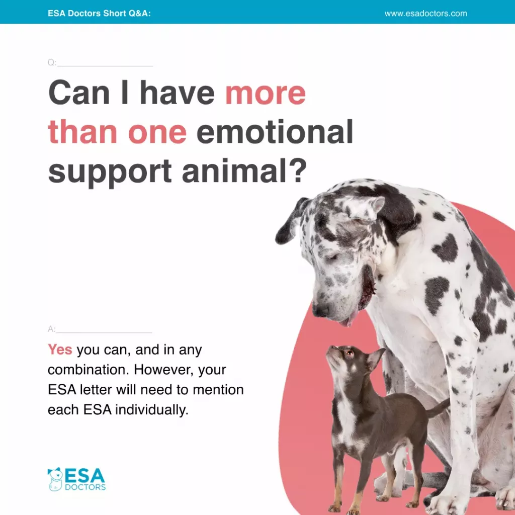 Can I Have More Than One Emotional Support Animal?