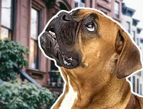 How do I qualify for an ESA in Brooklyn?