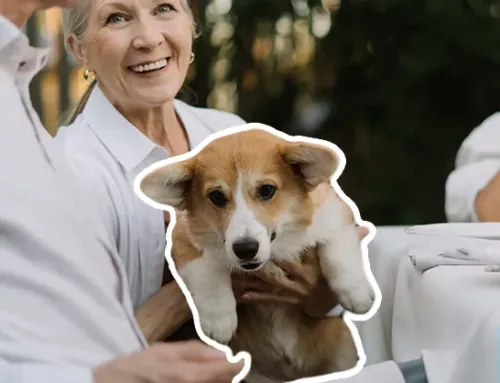 Comfort Pets for the Elderly — And How to Qualify
