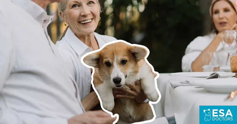 Comfort Pets for the Elderly — And How to Qualify