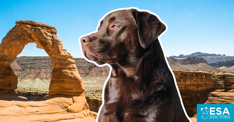how-to-get-an-emotional-support-animal-in-utah-esa-doctors