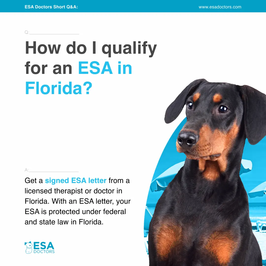 How do I qualify for an ESA in Florida? - ESA Doctors