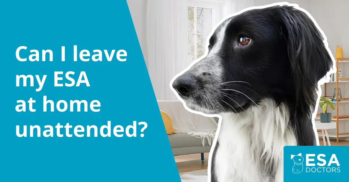 Can I leave an ESA at home unattended?