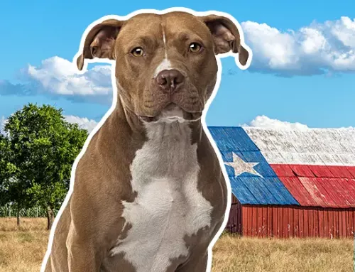 How to Get an Emotional Support Animal in Texas