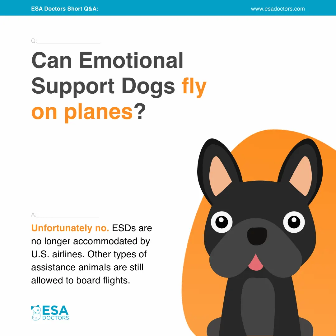 Can Emotional Support Dogs fly on planes?