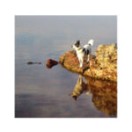 Herding Rescue Dogs of Wyoming