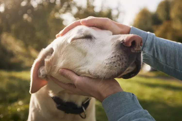 A psychiatric service dogs comforting its handler in a park