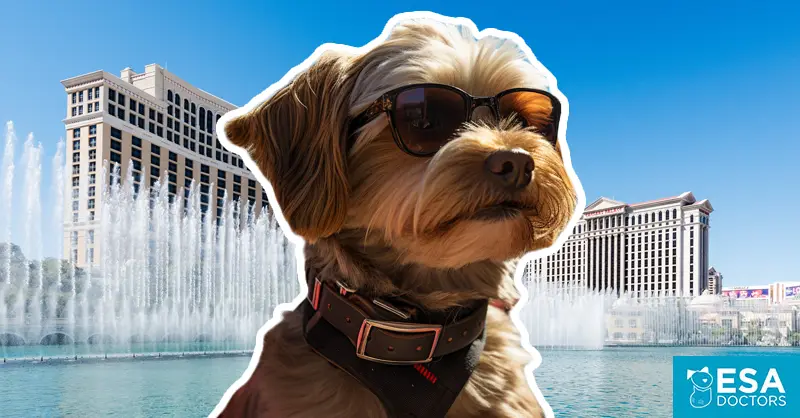 How do I qualify for an Emotional Support Animal in Las Vegas?