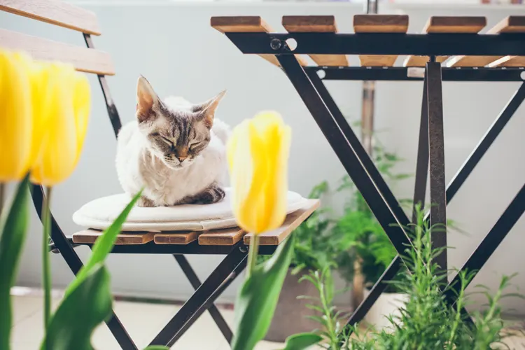 Emotional support cat in a small garden of Arkansas home