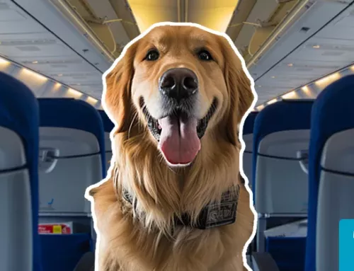 How to Fly with a Golden Retriever
