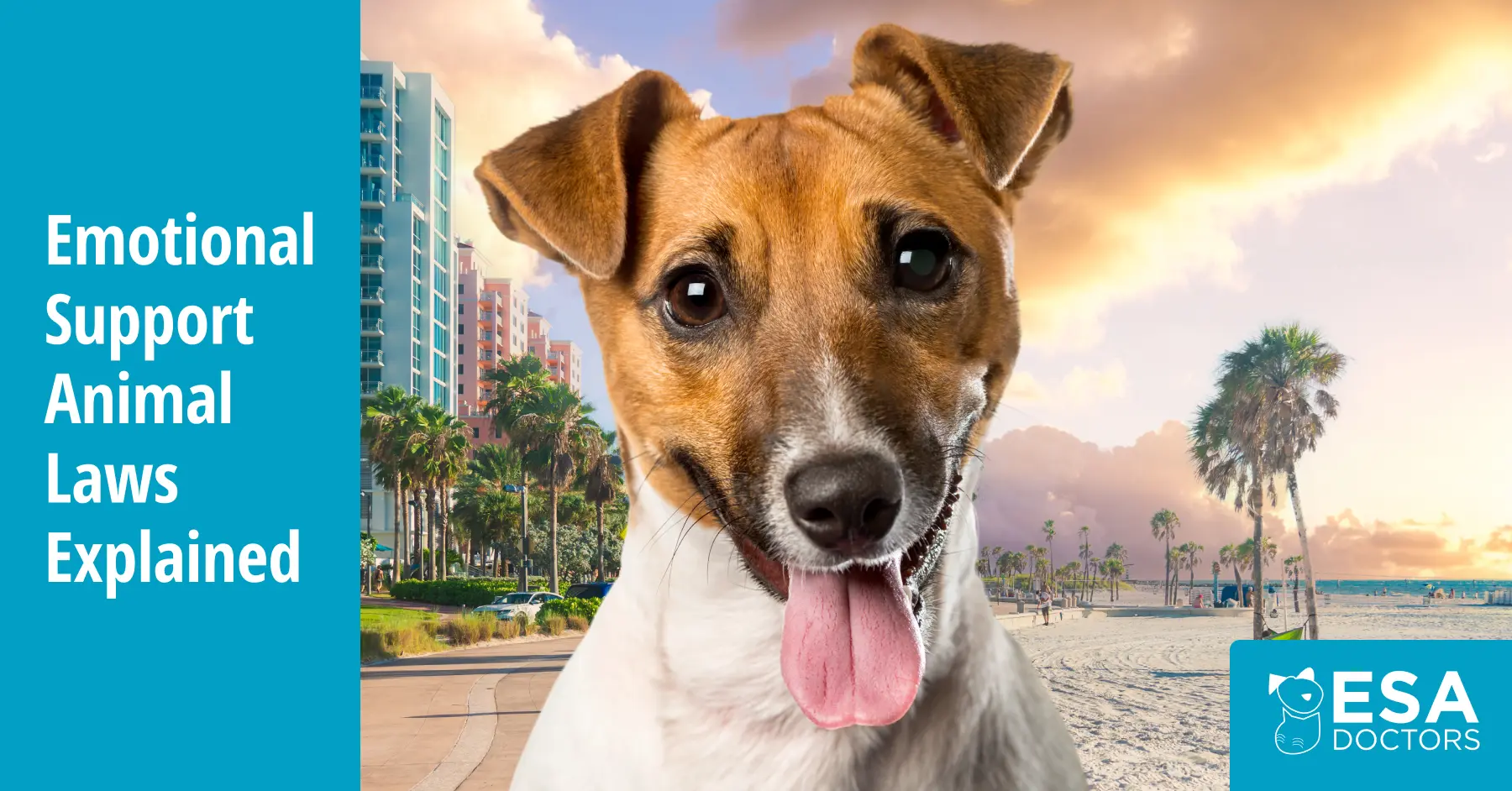 Florida Emotional Support Animal Laws