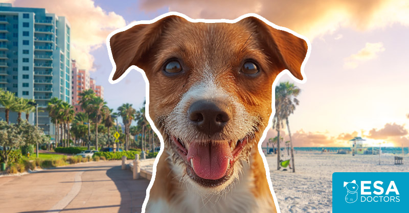 florida-emotional-support-animal-laws