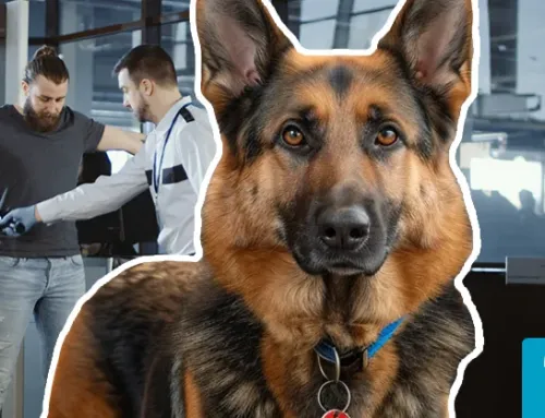 How to Take Your Dog Through Airport Security