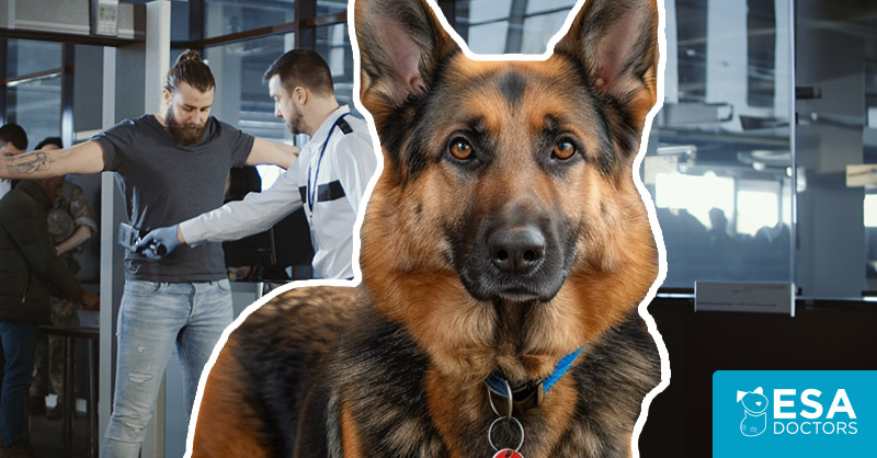 how-to-take-your-dog-through-airport-security-esa-doctors