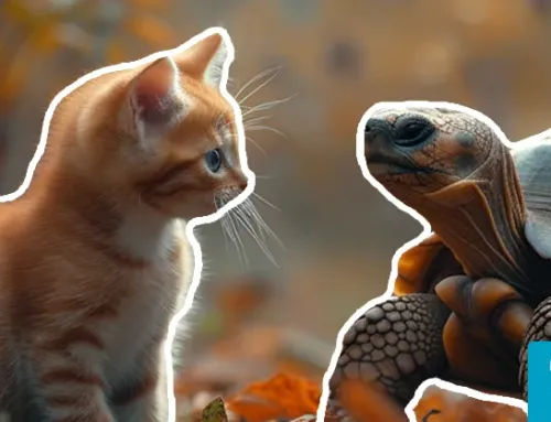 Unlikely Animal Friendships: Animals That Support Other Animals