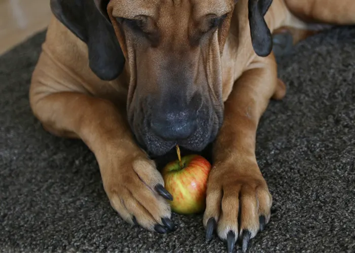 Large dog eating an apple